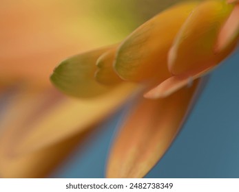 suo6drfei